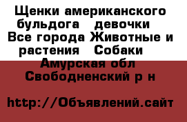 Щенки американского бульдога ( девочки) - Все города Животные и растения » Собаки   . Амурская обл.,Свободненский р-н